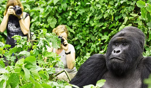Gorilla Trekking Age Restriction