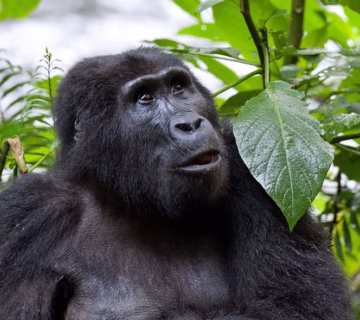 Gorilla Trekking Bwindi Forest National Park