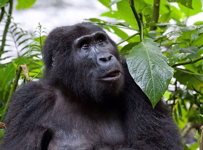 Gorilla Trekking Bwindi Forest National Park
