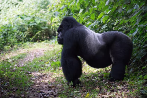 Gorilla Trek from Kigali: The Fastest Gorilla Trek from Kigali: The Fastest, Smartest & Most