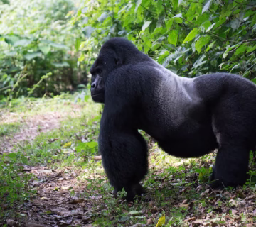 Gorilla Trekking In Uganda From Kigali