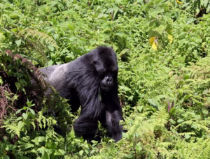 Book Mgahinga Gorilla Permit: The Conclusive 2026 Guide Book Mgahinga Gorilla Permit: The Conclusive 2026 Guide