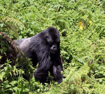 Gorilla Trekking Safari in Uganda 2025-2026