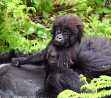 Gorilla Trekking Uganda Price