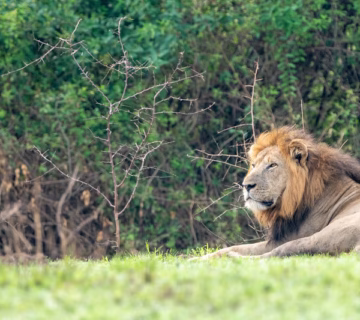Gorilla Trekking from Queen Elizabeth National Park