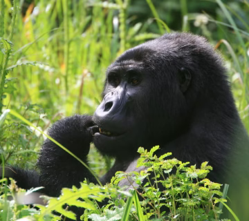 Gorilla Trekking in Ruhija Sector