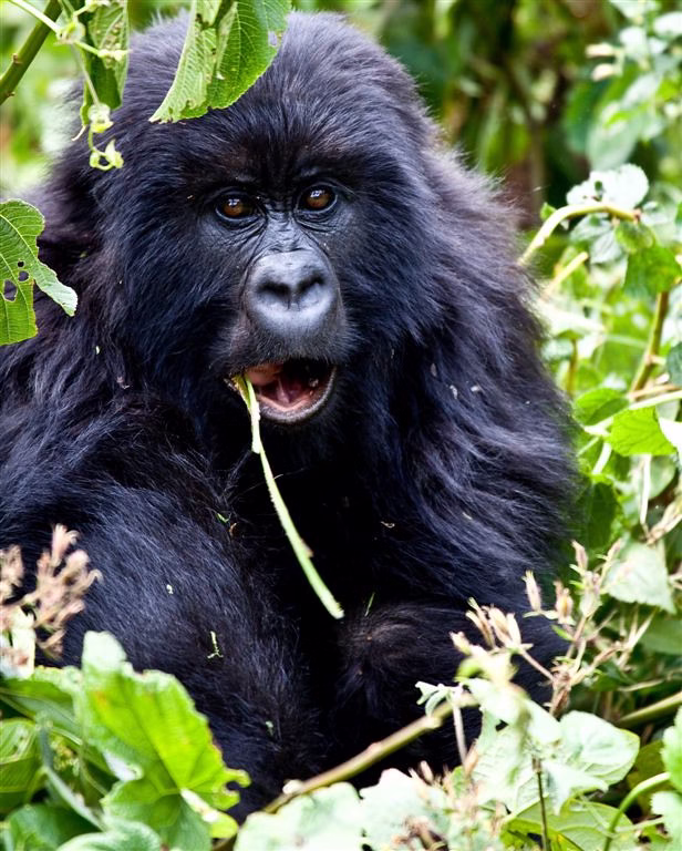Gorilla Trekking in Uganda, Rwanda and Congo