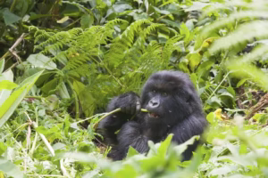 Private Gorilla Trekking Tours Volcanoes National Park:
