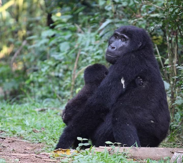 Gorilla families in Buhoma sector