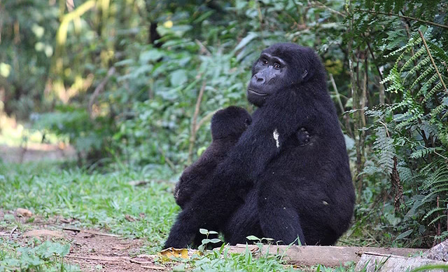 Gorilla families in Buhoma sector