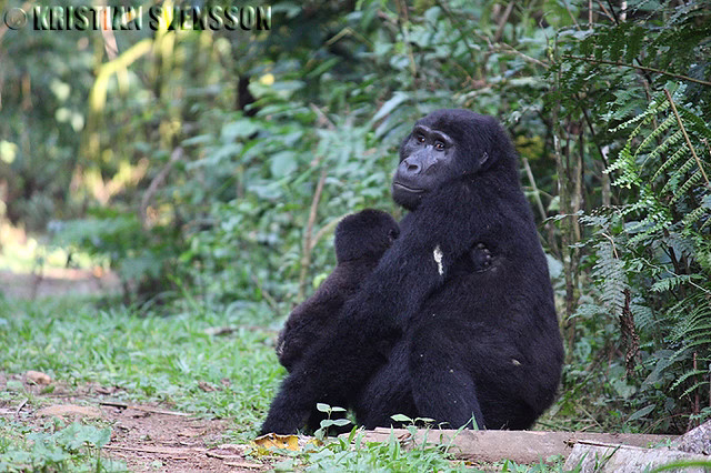 Gorilla families in Buhoma sector