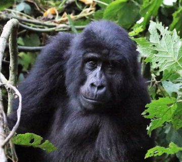 Gorilla families in Ruhija sector