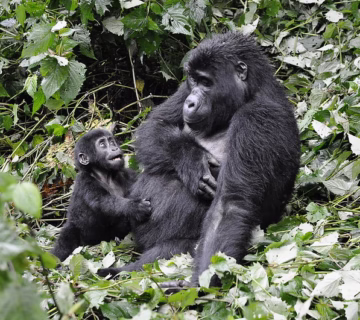 Gorilla families in Rushaga sector