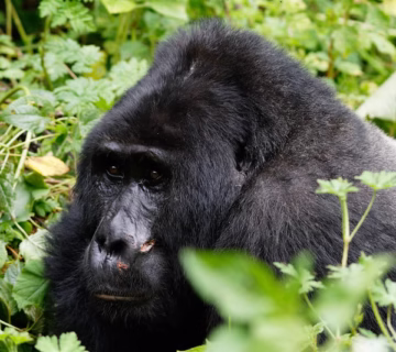 Gorilla trekking for Solo travelers