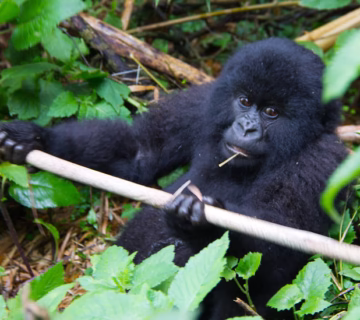 Gorilla trekking for backpackers