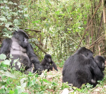 Gorilla trekking for pregnant women in Bwindi impenetrable national park