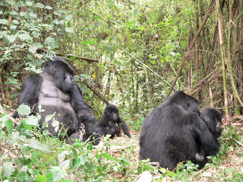Gorilla trekking for pregnant women in Bwindi impenetrable national park