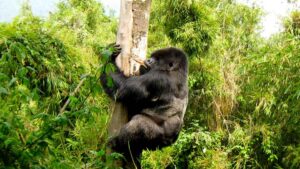 Fun and Fascinating Facts About the Silverback Gorilla