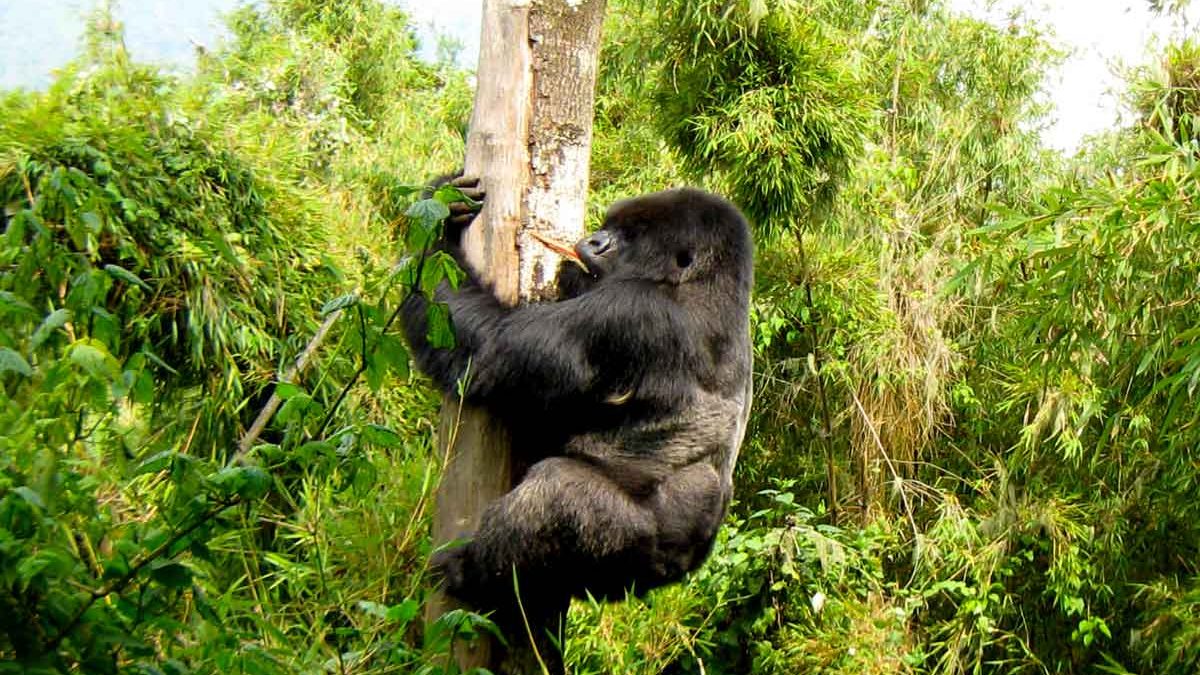 Habitat of Mountain Gorillas in Uganda