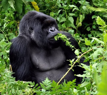 Gorilla trekking in Rwanda in 2024