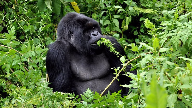 Gorilla trekking in Rwanda in 2024