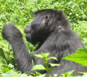 Gorilla trekking in Uganda 20242025
