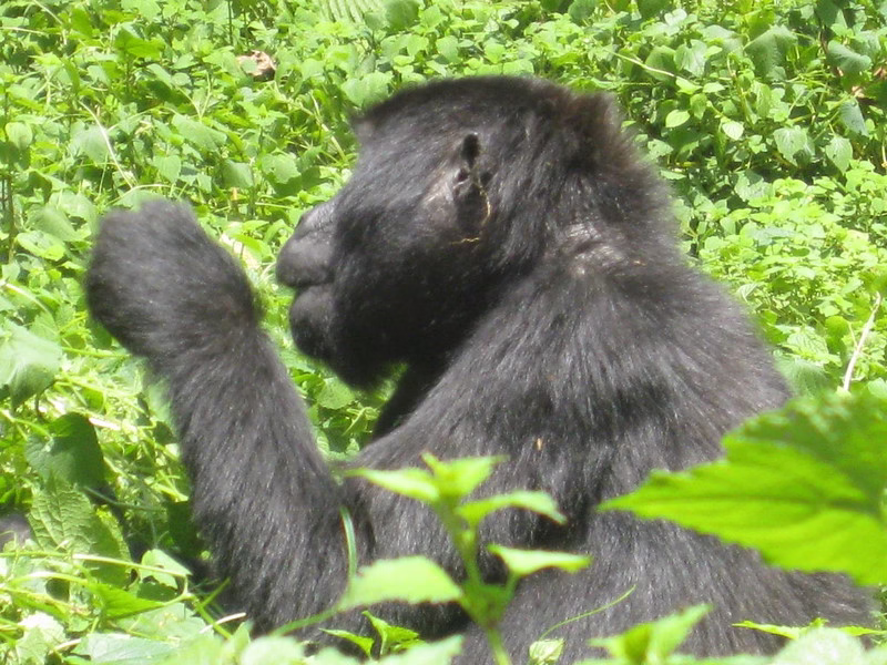 Gorilla trekking in Uganda 20242025