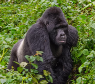Gorilla trekking in uganda