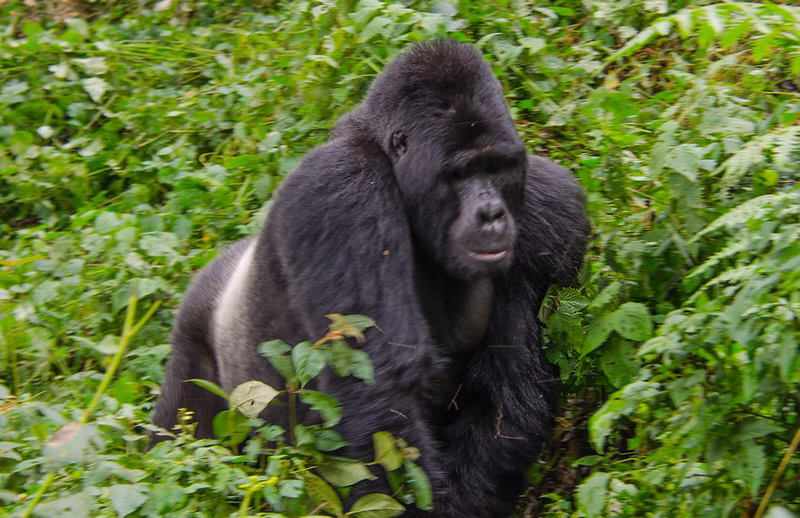 Gorilla trekking in uganda