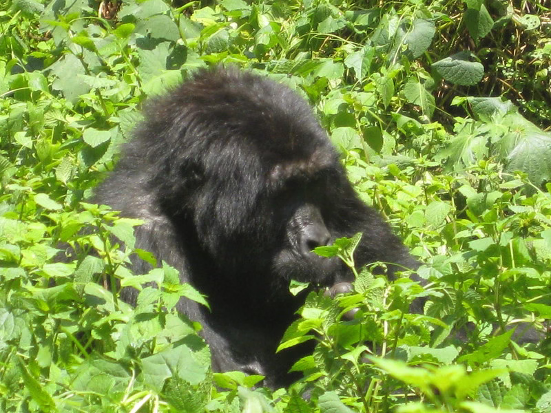 Gorilla trekking permit price for 2025