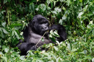 Bwindi Gorilla Permit and Lodge Package: The Complete Guide