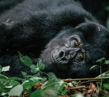 100+ AI Prompts for Gorilla Trekking: The Ultimate Guide