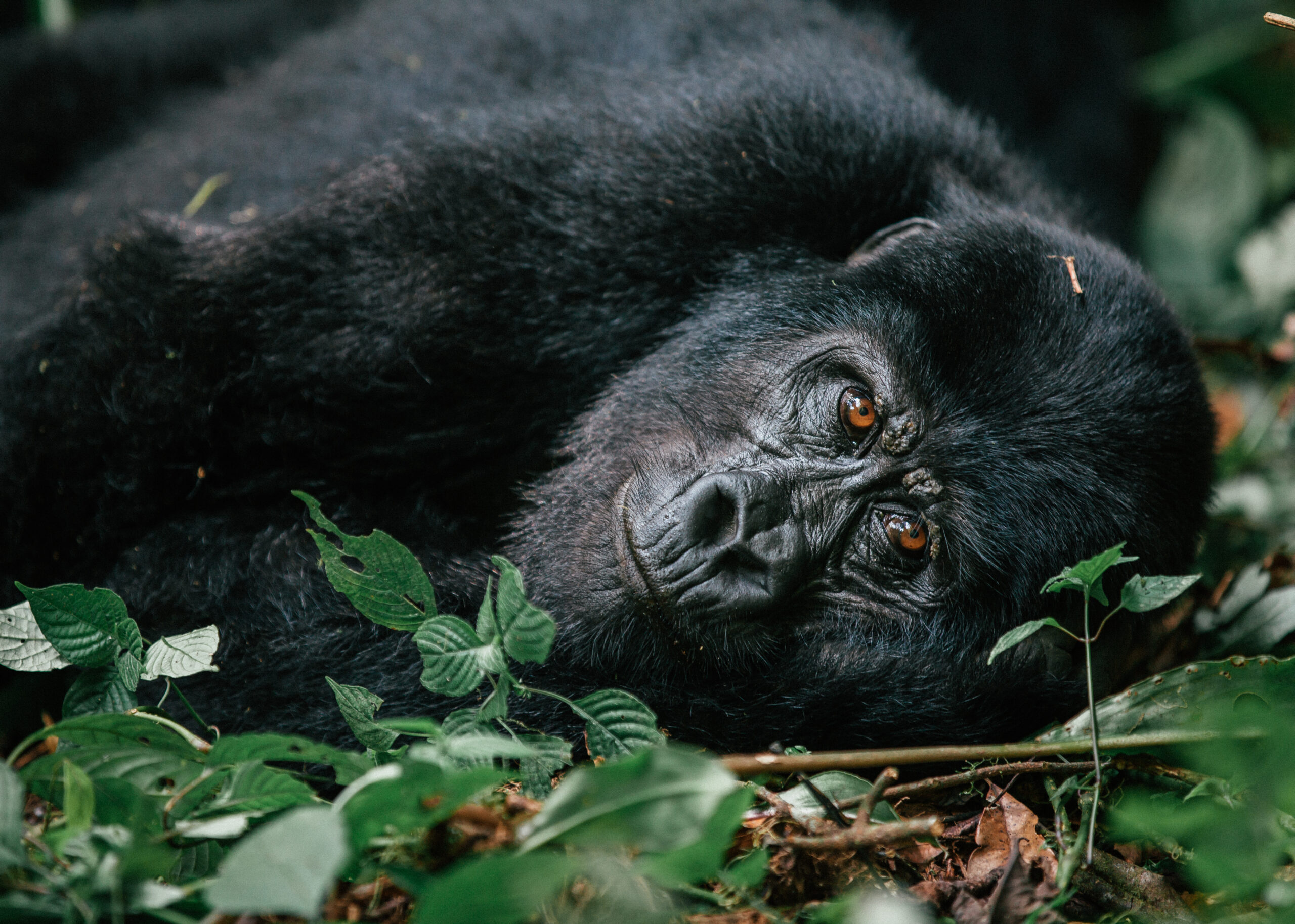 Gorilla Trekking in Uganda, Rwanda and Congo