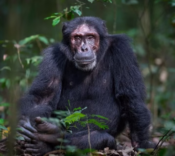 Gorillas and Chimpanzees