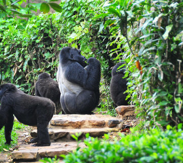 Gorilla Habituation Tour Packages Uganda: The Perfect Guide