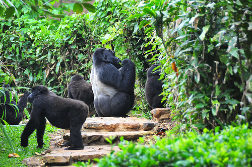 The Ultimate Guide About Uganda Gorilla Holidays Uganda Gorilla Holidays