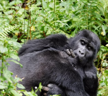 Guide to gorilla trekking in Rwanda 20232024