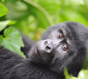 Have the rules for mountain gorilla trekking in Uganda changed