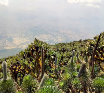 Hiking mount Muhabura in Uganda