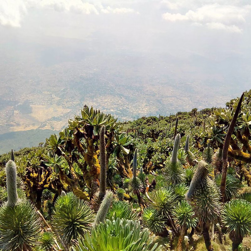 Hiking mount Muhabura in Uganda