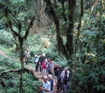 Hiking trails in bwindi impenetrable national park