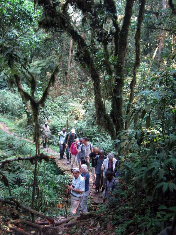 Hiking trails in bwindi impenetrable national park