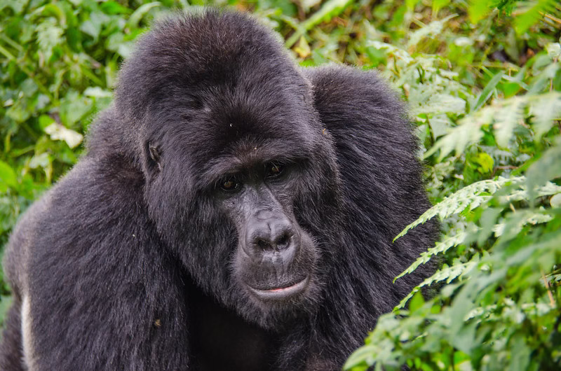 How Difficult Is Gorilla Trekking
