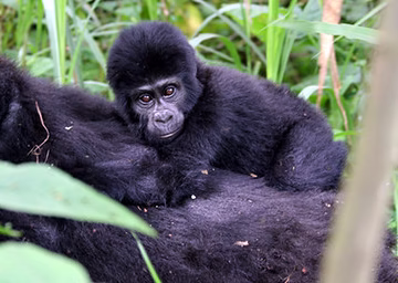 How Easy is Gorilla Trekking