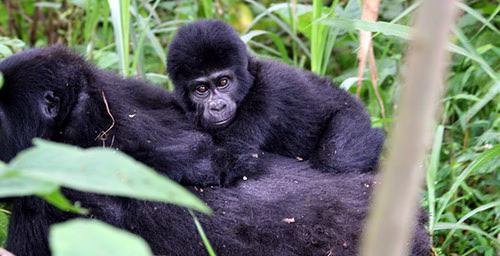 How Easy is Gorilla Trekking
