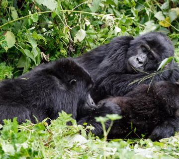 How Long Does Gorilla Trekking Take﻿