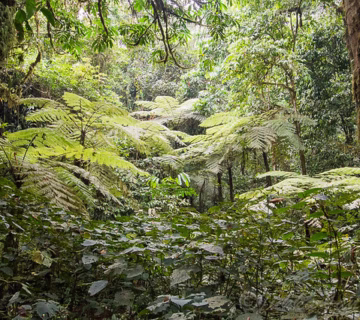 How To Get To Bwindi Impenetrable National Park