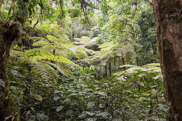 How To Get To Bwindi Impenetrable National Park