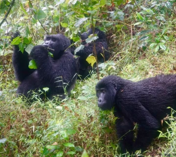 How difficult is gorilla trekking