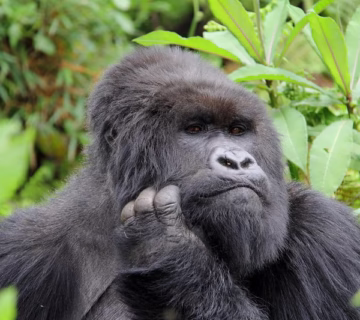 How to book 2024 gorilla trekking permits in Uganda and Rwanda